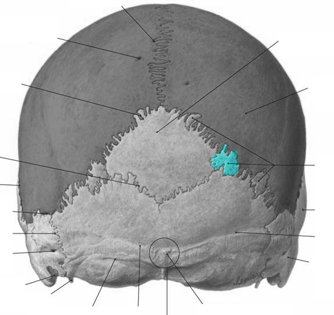 Череп задняя часть. Затылочная кость черепа анатомия. Швы черепа затылочная кость. Кости черепа затылочный бугор. Бугры затылочной кости анатомия.
