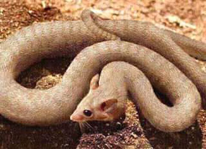 What cause this in animals???