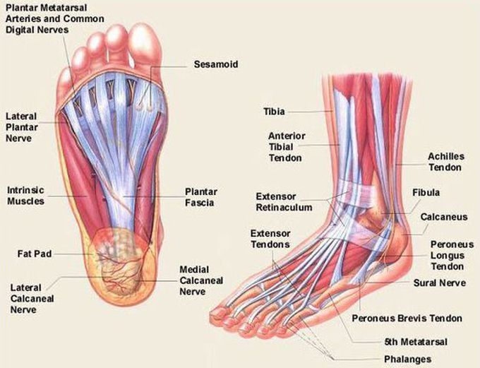 Foot anatomy