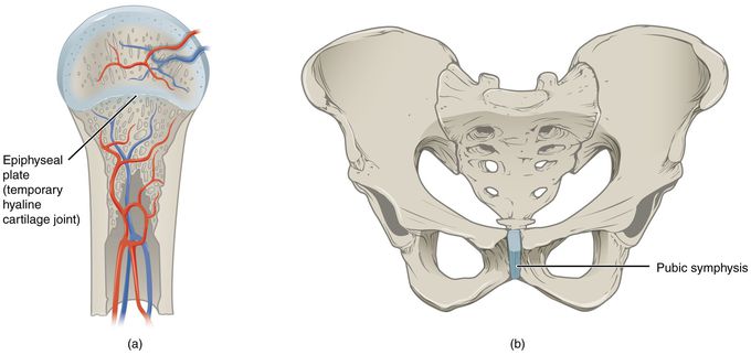 Cartilaginous joint