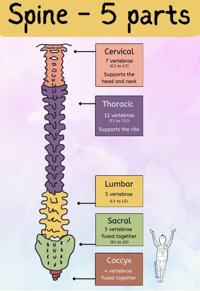 Parts of Spine I