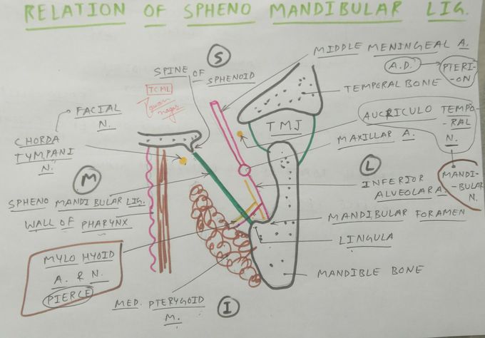 Relation of Sphenomandibilar ligament