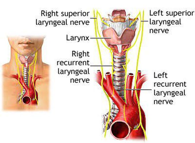 Laryngeal nerve palsy