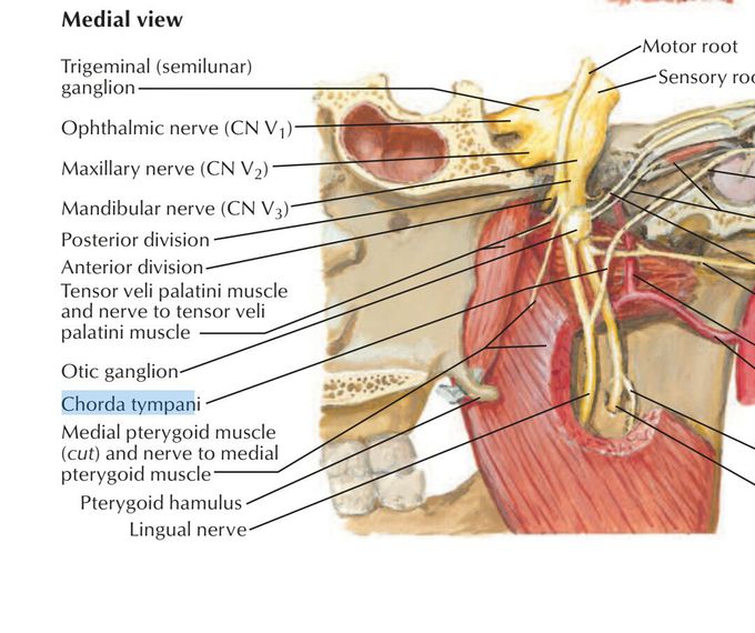 Chorda tympani , otic ganglion , lingual nerve , pterygoid hamulus & other