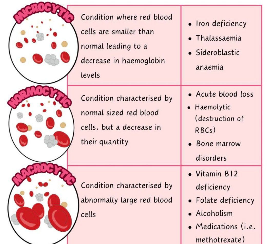 Anemia Classification - MEDizzy