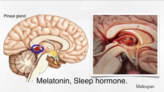 The above medicograph depicts pineal gland (In red)