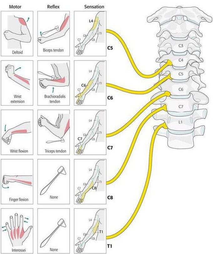 Upper Extremity Neurologic Examination