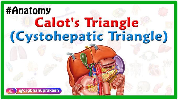Calot's Triangle - Anatomy