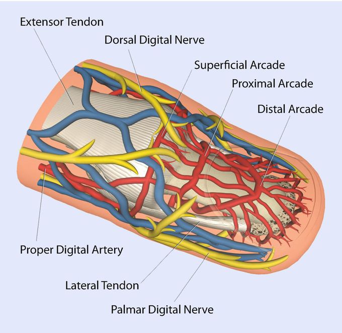 This is how blood supply of a nail looks like!