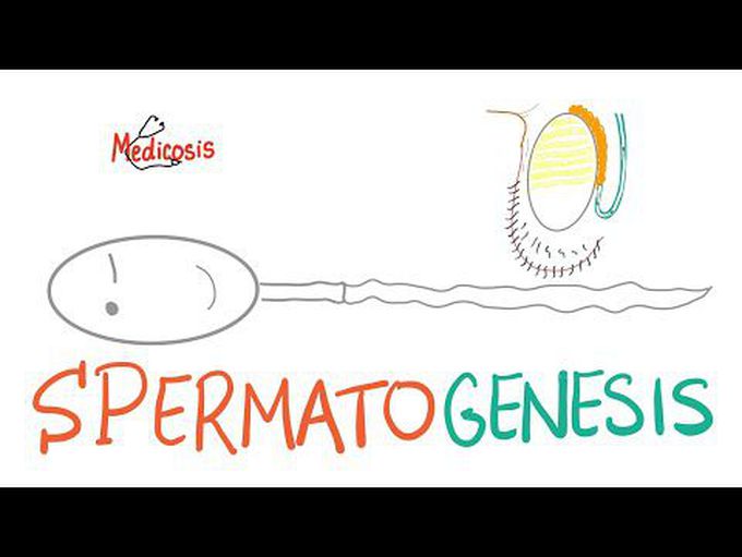 Spermatogenesis | Biology | MCAT