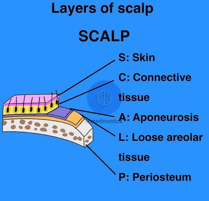 Layers of Scalp | Mnemonic