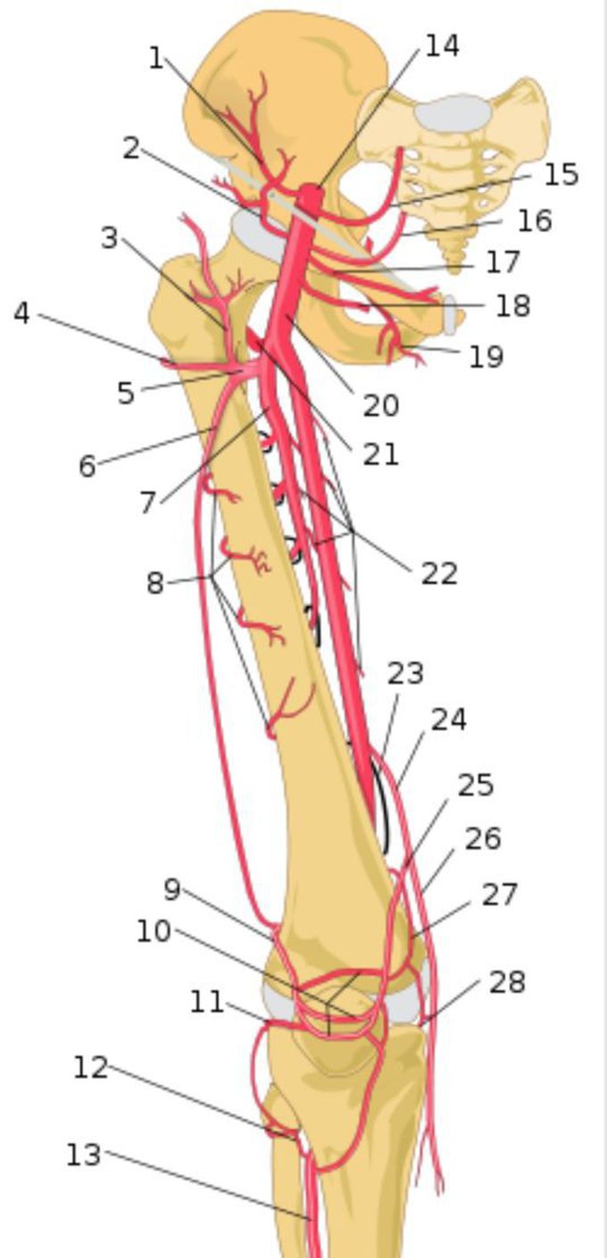 JUST CHECK YOUR KNOWLEDGE REGARDING SOME MAIN ARTERIES OF LOWER LIMB AND OTHER ARTERIES😀