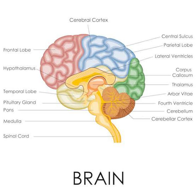 Anatomy of brian