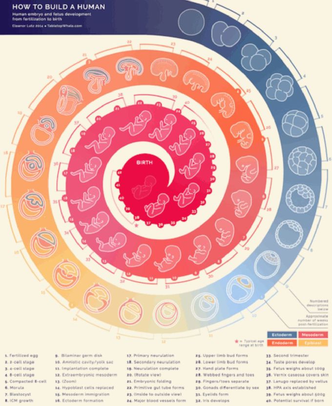 Developmental biology statges