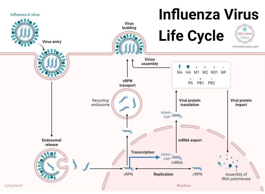 influenza virus life cycle