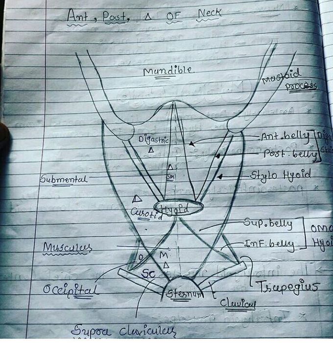 Anterior & posterior triangle of the neck