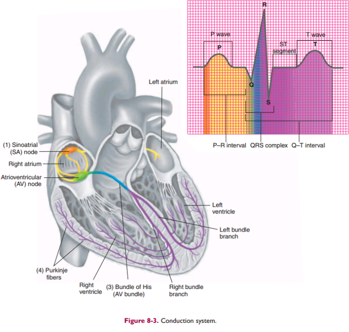 Conduction system