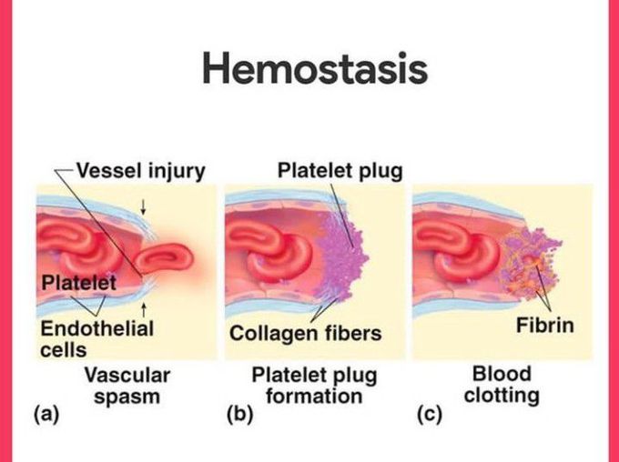 Steps of hemostasis