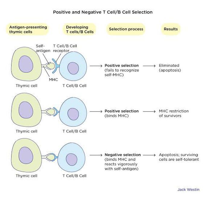 Positive and Negative Selection of T and B cells