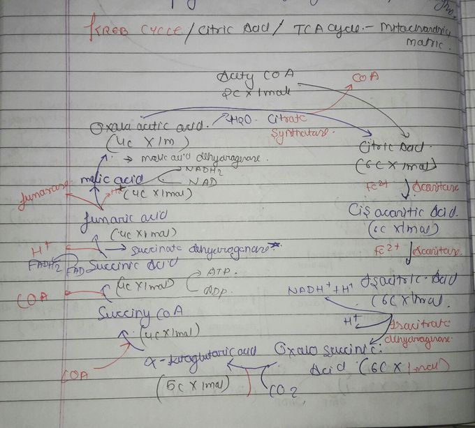 Kreb Cycle