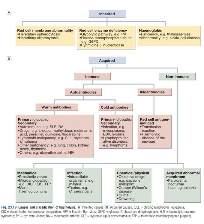 Haemolytic Anemia III