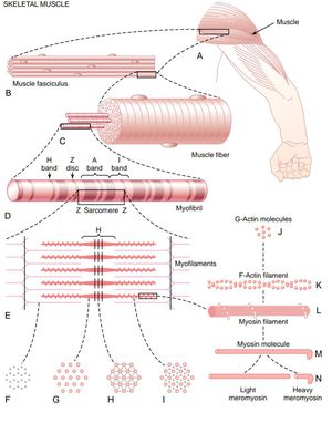 Skeletal muscle structure - MEDizzy