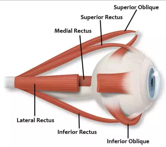 Oculomotoric muscles - MEDizzy