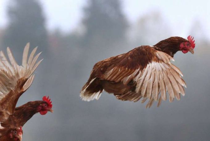Russia Reports First Human Case of Bird Flu H5N8