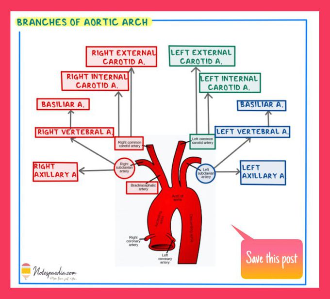 Branches of Aortic Arch , Instagram : @notespaedia