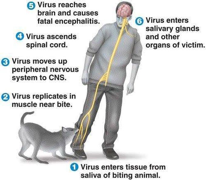Transmission of Rabies Virus