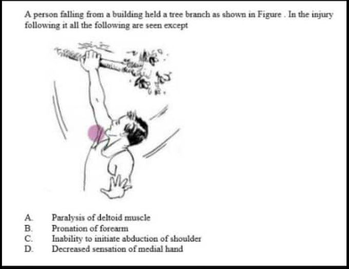 Anatomy