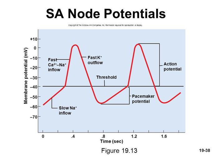 SA node potential