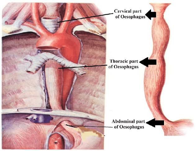 Branches of the Mandibular Nerve - MEDizzy