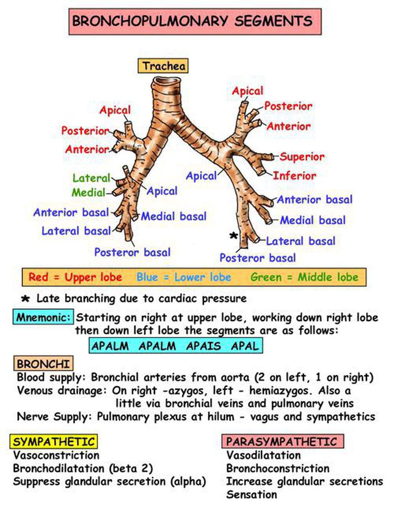 Instant Anatomy - Thorax - Areas/Organs - Respiratory system - Bronchopulmonary segme… | Respiratory therapist student, Respiratory system anatomy, Respiratory care Instant Anatomy - Thorax - Areas/Organs - Respiratory system - Bronchopulmonary segme… | Respiratory therapist student, Respiratory system anatomy, Respiratory care
