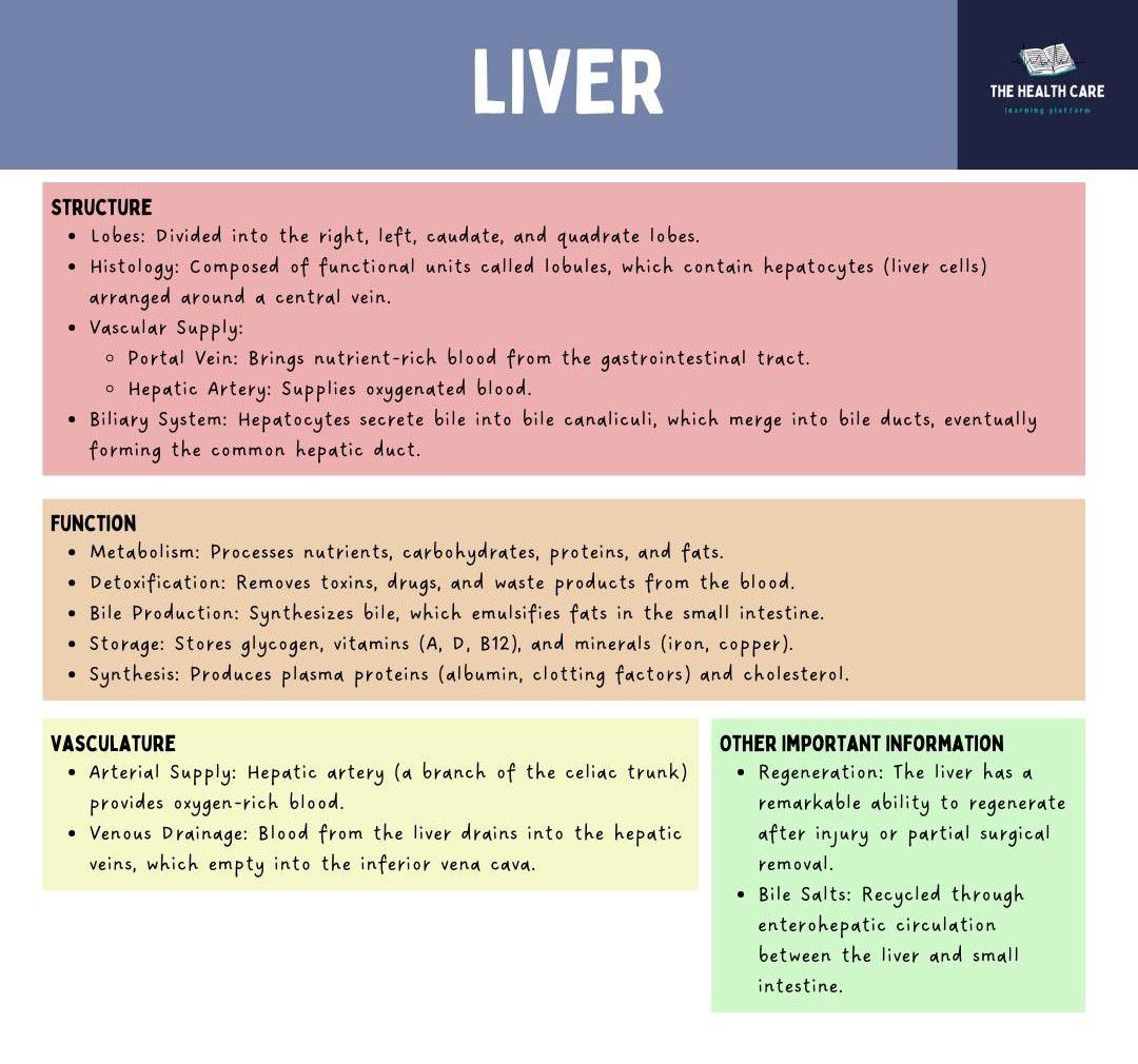 Accessory Organs of the Digestive System III - MEDizzy