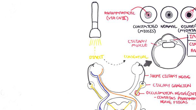 Special senses:
Visual pathway and Pupillary light reflex