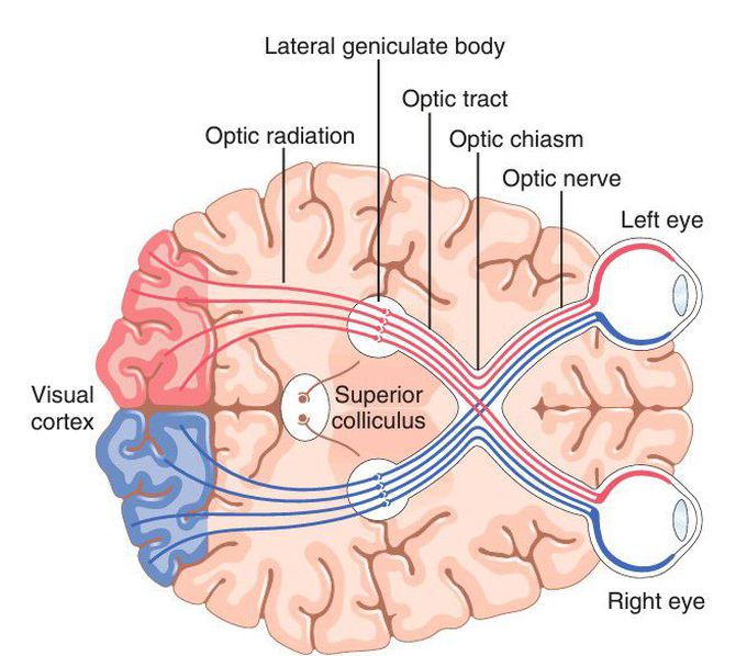 Visual pathways