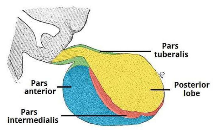 Anatomy of pituitary gland