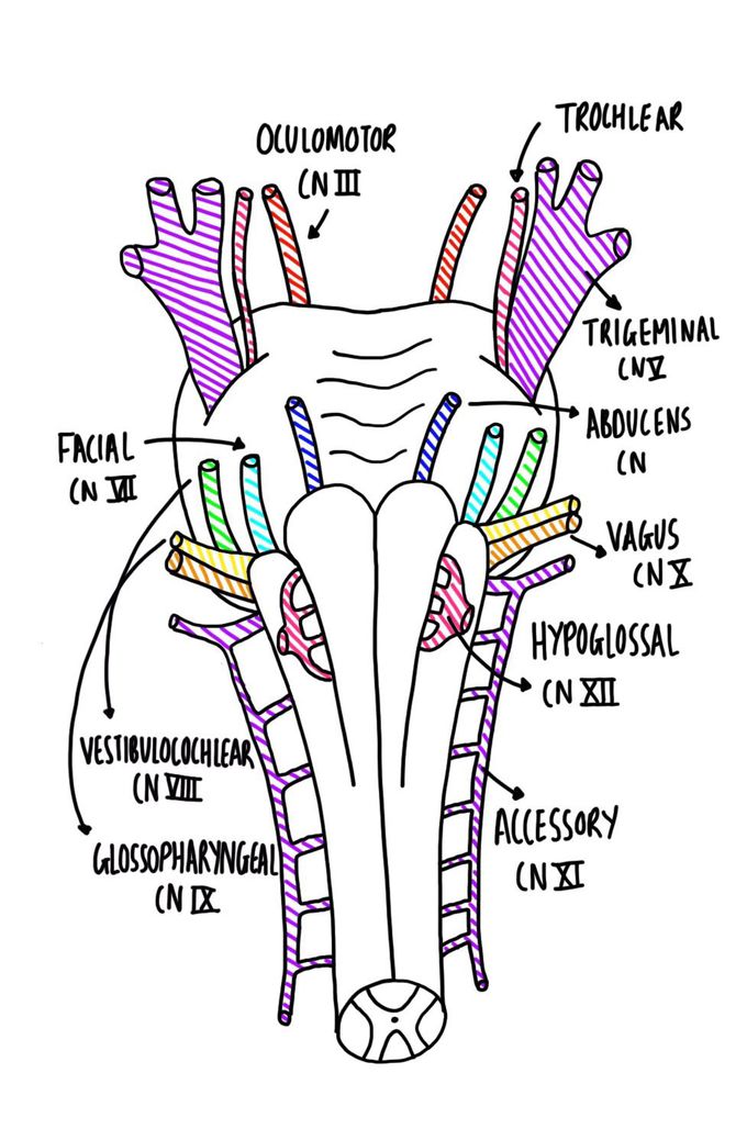 Cranial nerves