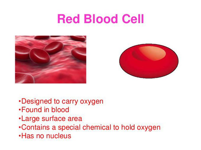 Red Blood Cells (Erythrocytes)