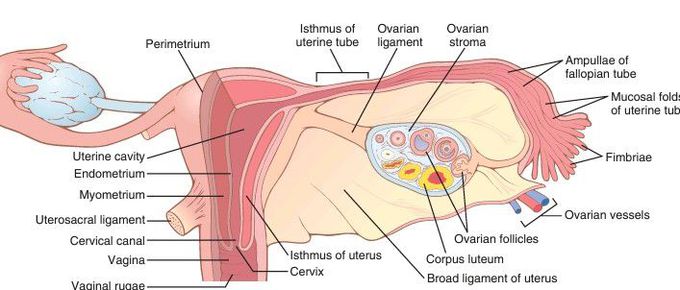 Female reproductive organs