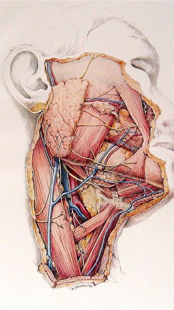Anatomy is art