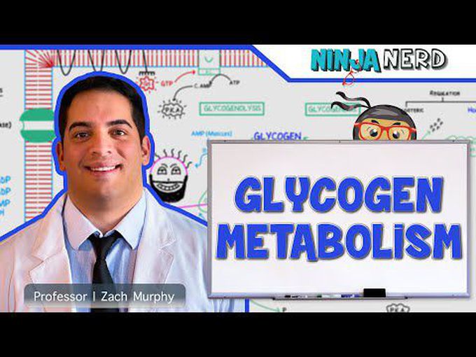 Regulation of Glycogen Metabolism