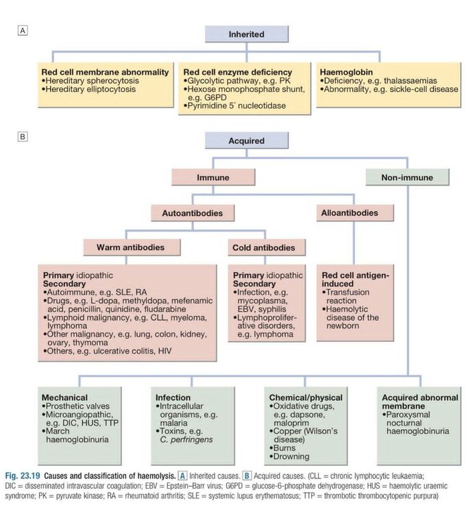 Hemolytic Anemia II