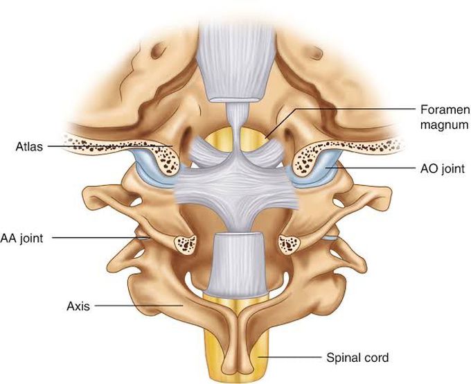 Atlanto-axial joint