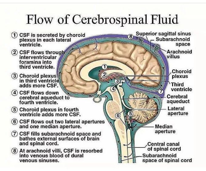 Flow of CSF