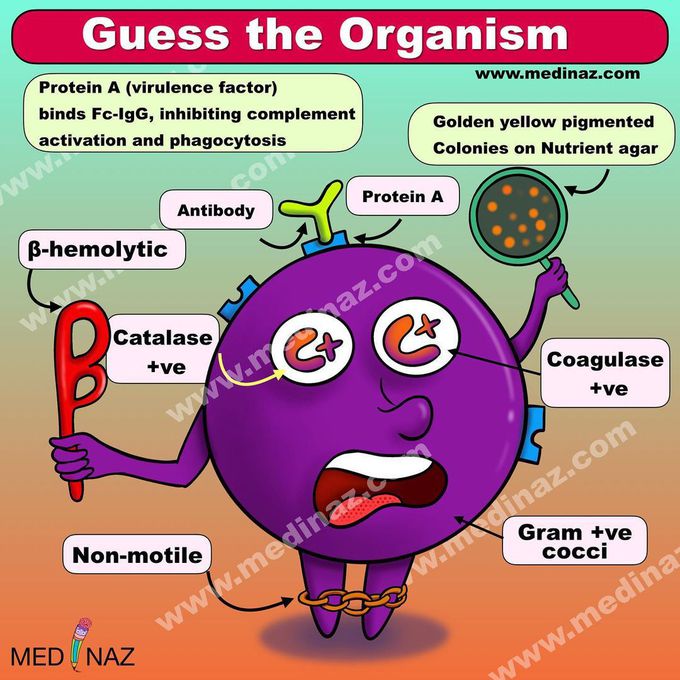 Guess the organism