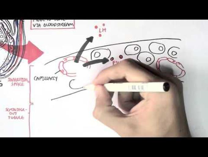 Male Reproductive System - Hormonal Function and Regulation (sperm synthesis and maturation)