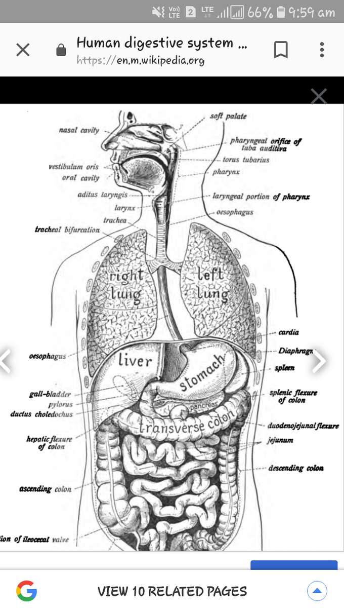 HUMAN DIGESTVIE SYSTEM - MEDizzy