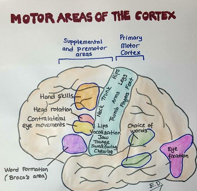 Motor areas of the brain cortex